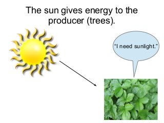 The sun gives energy to the
producer (trees).
“I need sunlight.”

 