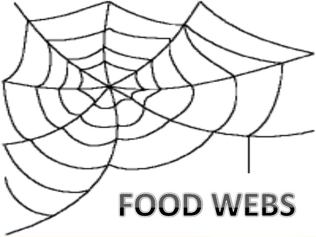 Food Chain Food Web And Ecological Pyramids