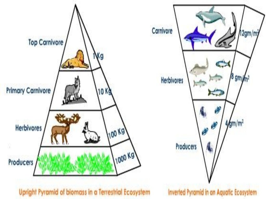 food-webs-and-energy-pyramids-worksheet-answers