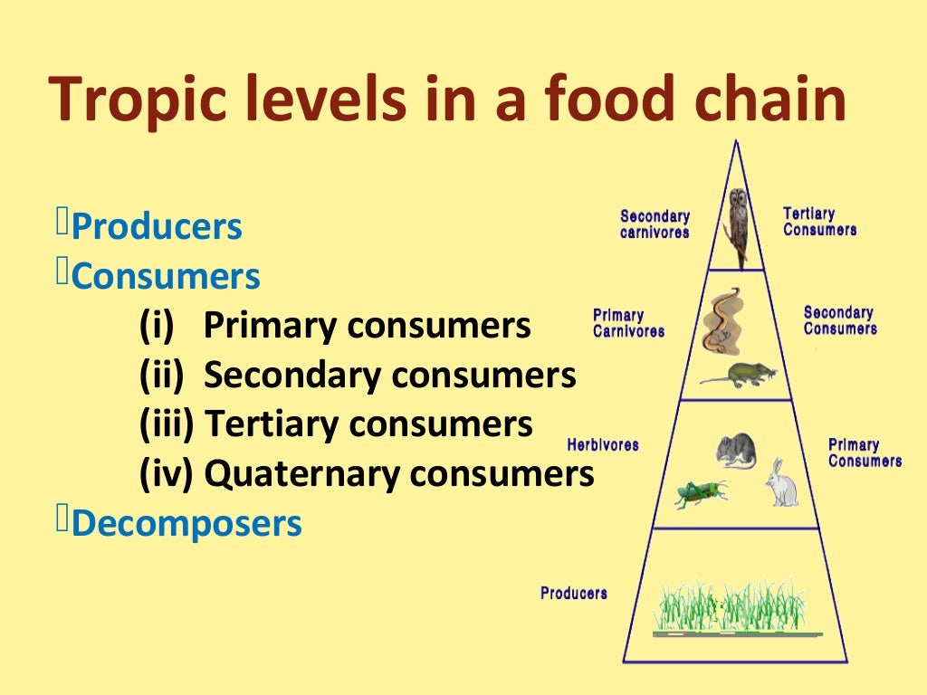 Food chain,food web and ecological pyramids