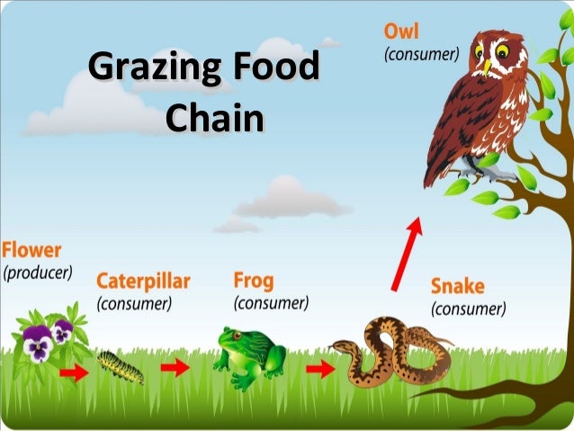 Short essay on food chain