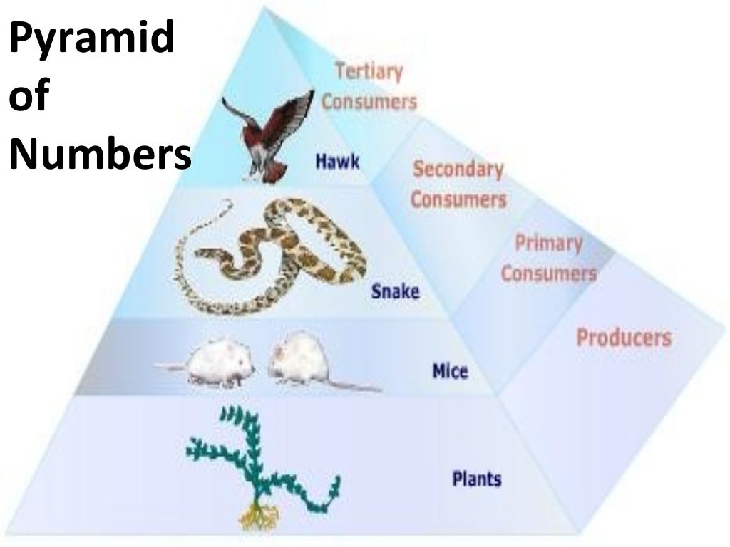 Food chain and food web essay picture