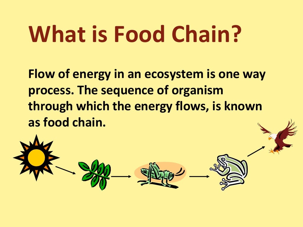 Food chain,food web and ecological pyramids