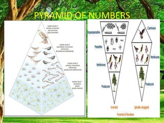 PYRAMID OF NUMBERS
 
