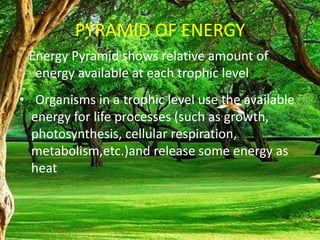 PYRAMID OF ENERGY
Energy Pyramid shows relative amount of
energy available at each trophic level
• Organisms in a trophic level use the available
energy for life processes (such as growth,
photosynthesis, cellular respiration,
metabolism,etc.)and release some energy as
heat
 