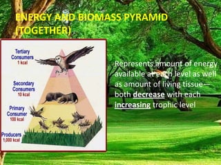 Represents amount of energy
available at each level as well
as amount of living tissue—
both decrease with each
increasing trophic level
ENERGY AND BIOMASS PYRAMID
(TOGETHER)
 