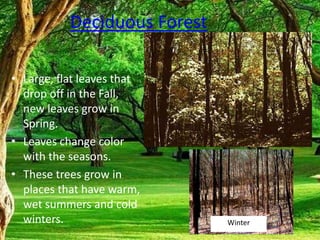 Deciduous Forest
• Large, flat leaves that
drop off in the Fall,
new leaves grow in
Spring.
• Leaves change color
with the seasons.
• These trees grow in
places that have warm,
wet summers and cold
winters. Winter
 
