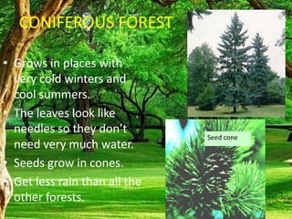 CONIFEROUS FOREST
• Grows in places with
very cold winters and
cool summers.
• The leaves look like
needles so they don’t
need very much water.
• Seeds grow in cones.
• Get less rain than all the
other forests.
Seed cone
 