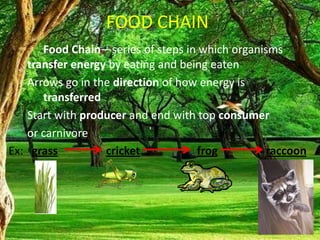 FOOD CHAIN
Food Chain—series of steps in which organisms
transfer energy by eating and being eaten
Arrows go in the direction of how energy is
transferred
Start with producer and end with top consumer
or carnivore
Ex: grass cricket frog raccoon
 