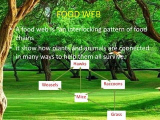 FOOD WEB
• A food web is “an interlocking pattern of food
chains
• it show how plants and animals are connected
in many ways to help them all survive.
Hawks
Weasels Raccoons
Mice
Grass
 