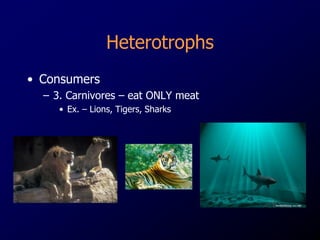 FOOD CHAIN & FOOD WEB LIMBING, ALEMAR.pptx