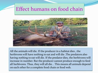 Effect humans on food chain
All the animals will die. If the producer in a habitat dies , the
herbivores will have nothing to eat and will die .The predators also
having nothing to eat will die. If the predator dies, the herbivores will
increase in number. But the producer cannot produce enough to feed
all herbivores. Thus, they will all die. . This means all animals depend
on each other for a complete food chain or food web.
 