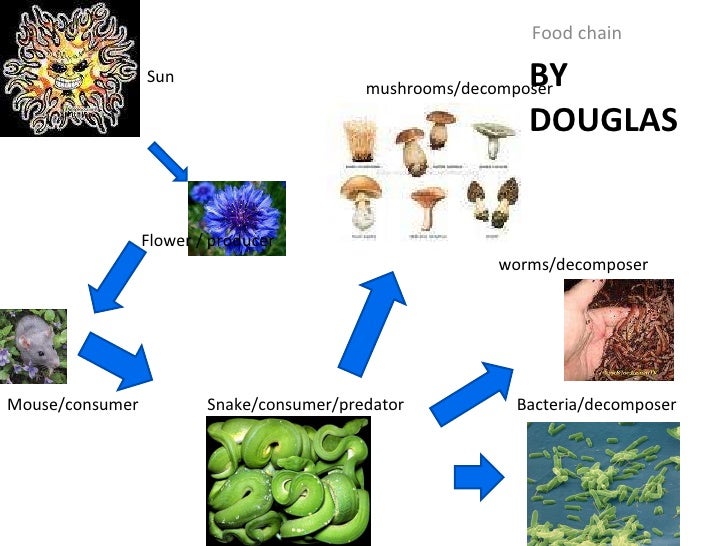 Food chain project 2010 final Food chain project 2010 final