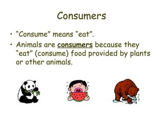 Consumers “ Consume” means “eat”. Animals are  consumers  because they “eat” (consume) food provided by plants or other animals. 