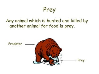 Prey Any animal which is hunted and killed by another animal for food is prey. Predator Prey 
