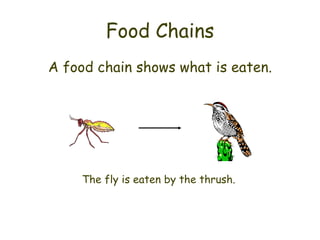 Food Chains A food chain shows what is eaten. The fly is eaten by the thrush. 