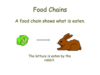 Food Chains A food chain shows what is eaten. The lettuce is eaten by the rabbit. 