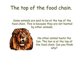 The top of the food chain. Some animals are said to be at the top of the food chain. This is because they are not hunted by other animals. No other animal hunts the lion. The lion is at the top of the food chain. Can you think why? 