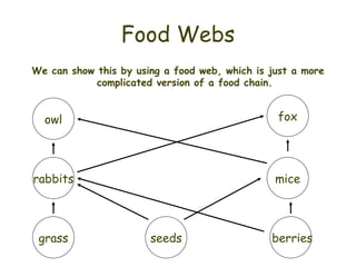Food Webs We can show this by using a food web, which is just a more complicated version of a food chain. owl fox rabbits grass mice berries seeds 