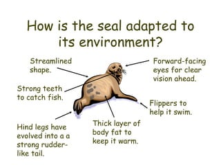 How is the seal adapted to its environment? Flippers to help it swim. Streamlined shape. Thick layer of body fat to keep it warm. Strong teeth to catch fish. Forward-facing eyes for clear vision ahead. Hind legs have evolved into a a strong rudder-like tail. 