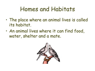 Homes and Habitats The place where an animal lives is called its habitat. An animal lives where it can find food, water, shelter and a mate. 