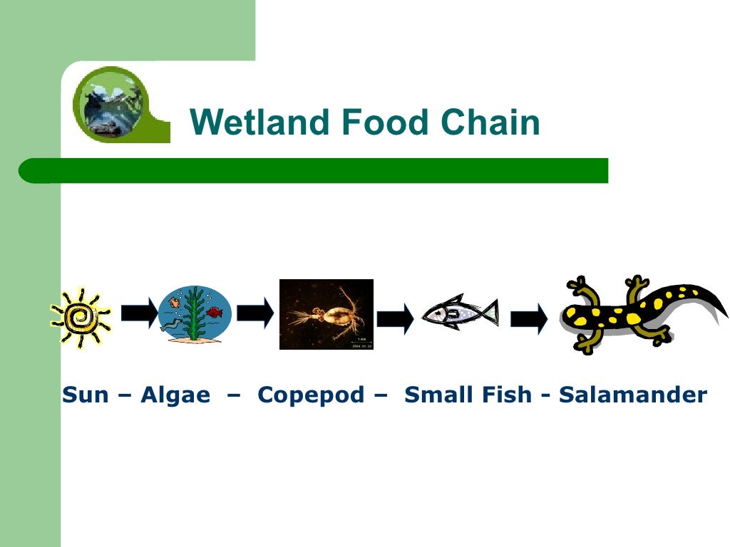 do most food chains have 8 or more links