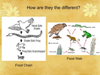 How are they the different? Food Chain Food Web 