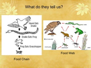 What do they tell us? Food Chain Food Web 