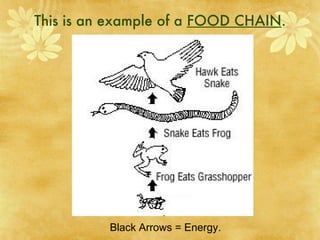 This is an example of a  FOOD CHAIN . Black Arrows = Energy. 