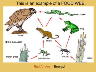 This is an example of a FOOD WEB. Red Arrows  = Energy! 