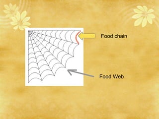 Food chain Food Web 