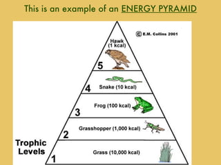 This is an example of an  ENERGY PYRAMID 