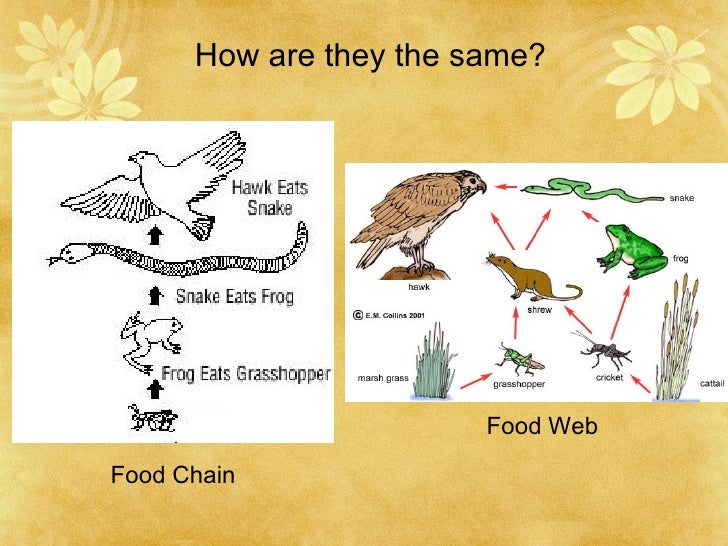 biology food web Food web project description goal: create a food web based on a chosen ecosystem, with at least 3 food chains that interlock materials: netbooks, research books and articles, project materials, science. biology food web Food web project description goal: create a food web based on a chosen ecosystem, with at least 3 food chains that interlock materials: netbooks, research books and articles, project materials, science.