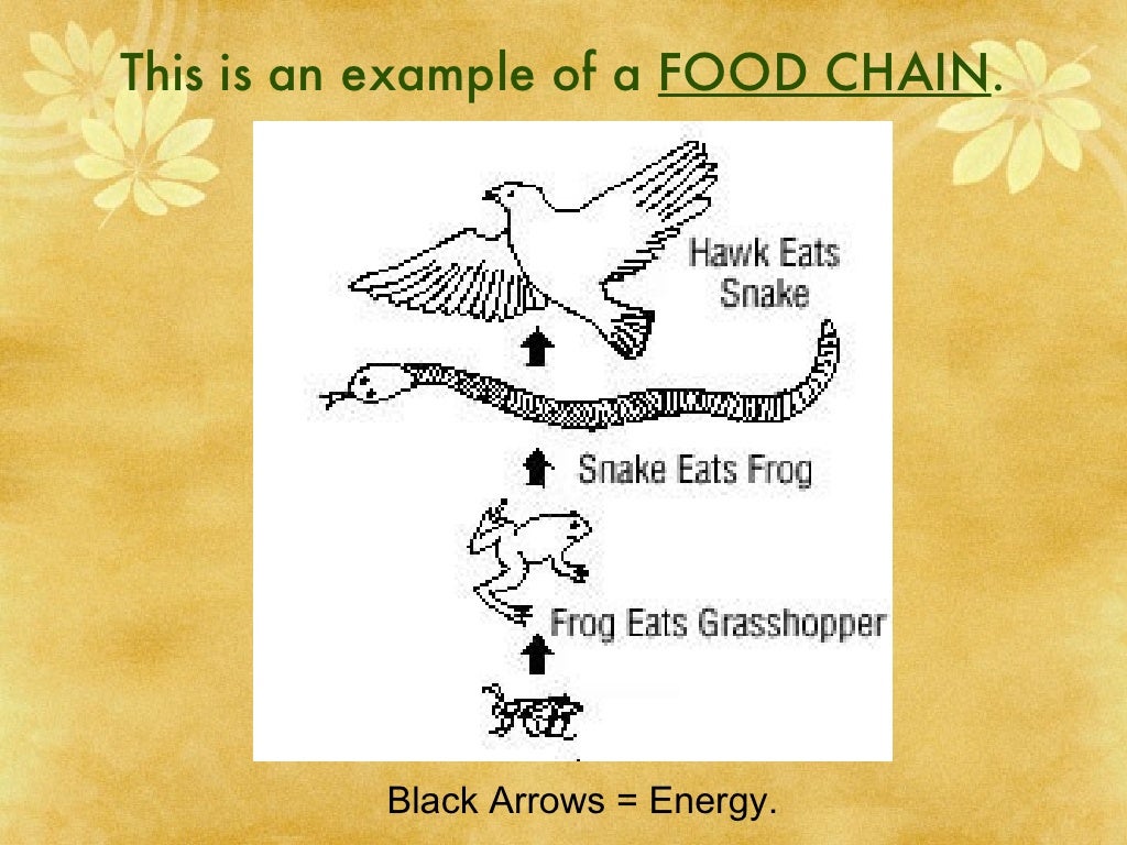 Food Chains Food Webs