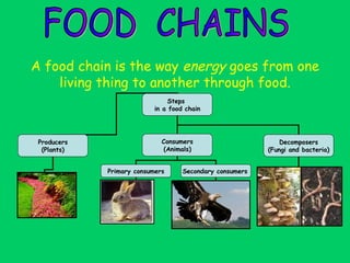 A food chain is the way  energy  goes from one living thing to another through food. FOOD  CHAINS Steps  in a food chain Producers (Plants) Consumers (Animals) Decomposers (Fungi and bacteria) Primary consumers Secondary consumers   