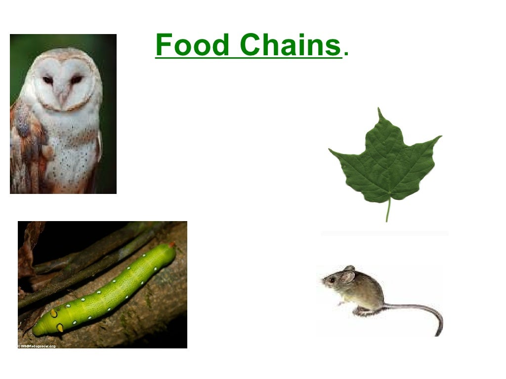 Food chains ks2