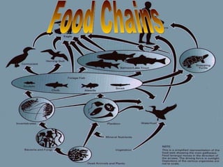 Food Chains 