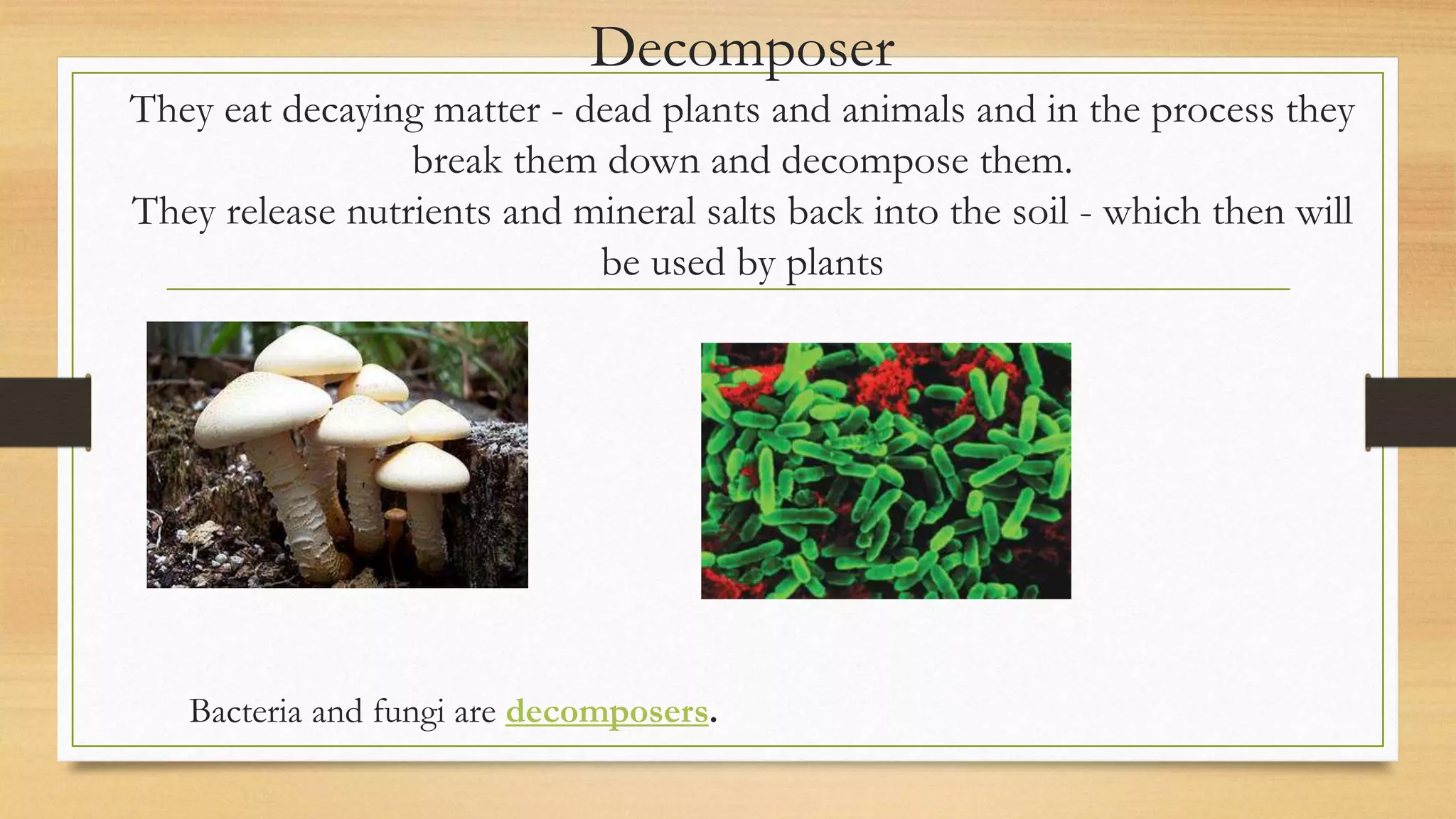 Decomposer
They eat decaying matter - dead plants and animals and in the process they
break them down and decompose them.
They release nutrients and mineral salts back into the soil - which then will
be used by plants
Bacteria and fungi are decomposers.
 