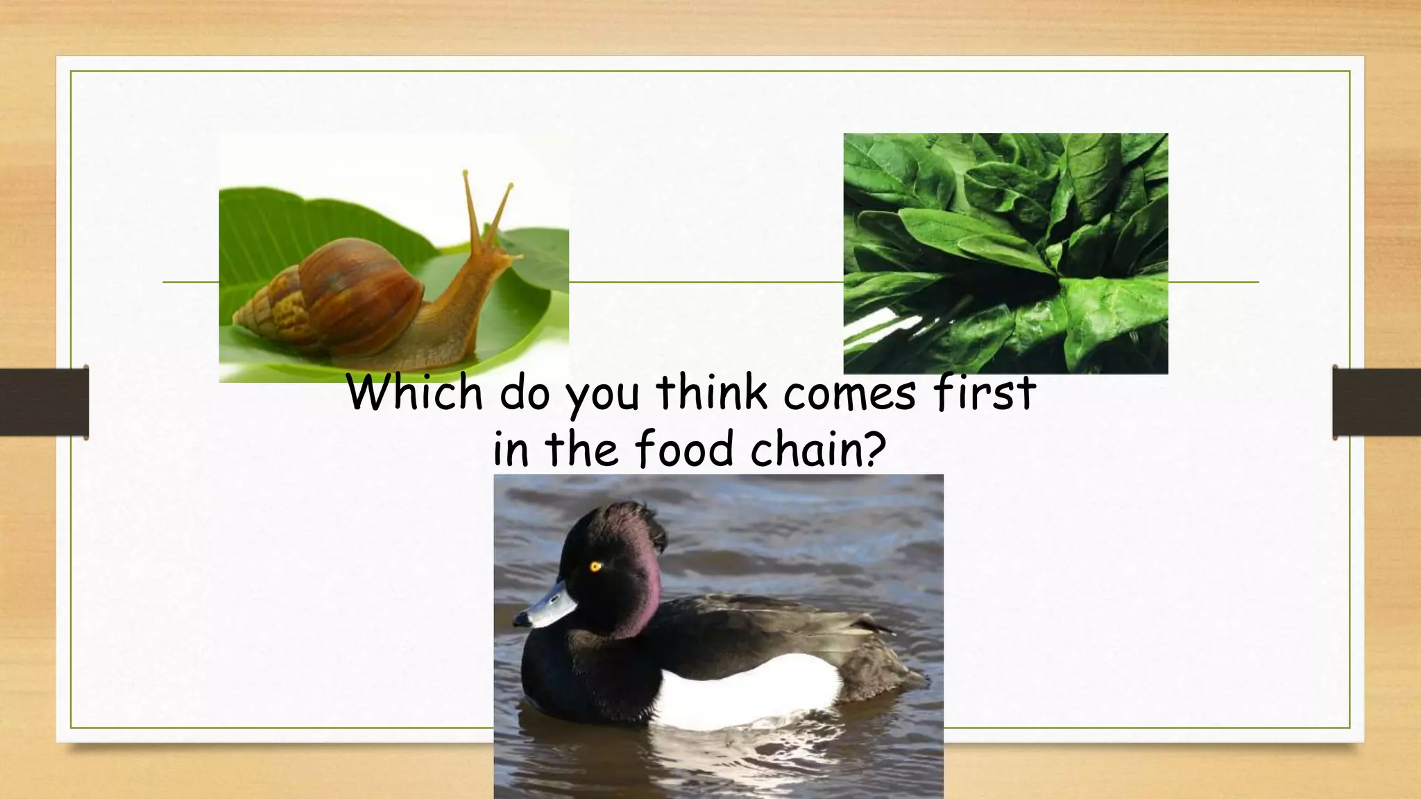 Which do you think comes first
in the food chain?
 