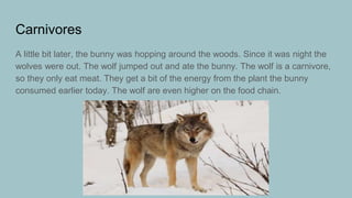 Carnivores
A little bit later, the bunny was hopping around the woods. Since it was night the
wolves were out. The wolf jumped out and ate the bunny. The wolf is a carnivore,
so they only eat meat. They get a bit of the energy from the plant the bunny
consumed earlier today. The wolf are even higher on the food chain.
 