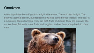 Omnivore
A few days later the wolf got into a fight with a bear. The wolf died in fight. The
bear was gonna eat him, but decided he wanted some berries instead. The bear is
a omnivore, like us humans. They eat both fruits and meat. They are in a way like
us. We have flat teeth to eat fruits and veggies, and we have sharp teeth to chew
meat.
 