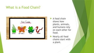Food chains - Transfer of energy - 3rd Grade | PPTX