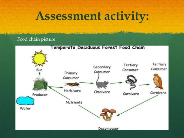 what is a food chain very short answer