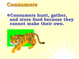 Consumers
Consumers hunt, gather,
and store food because they
cannot make their own.
 