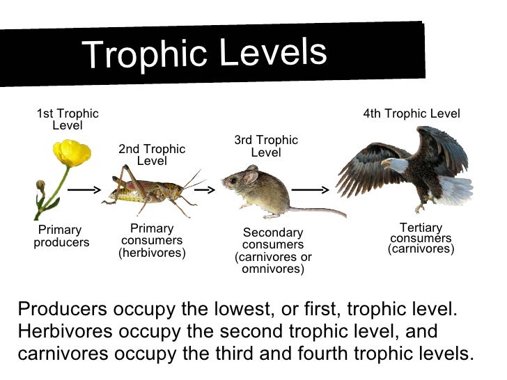Organism In The Highest Trophic Level Of A Food Chain Organism In The Highest Trophic Level Of A Food Chain