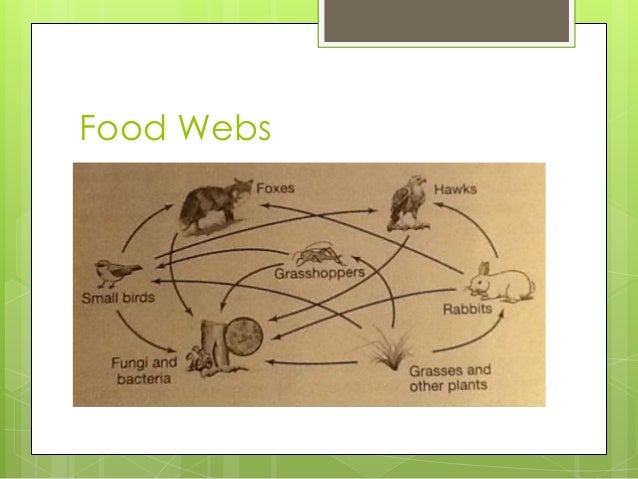 essay on food chains and webs Get an answer for 'what is the difference between a food chain and a food web' and find homework help for other science questions at enotes. essay on food chains and webs Get an answer for 'what is the difference between a food chain and a food web' and find homework help for other science questions at enotes.
