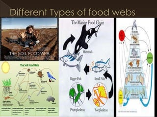 Food chains and food webs