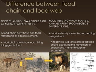 FOOD CHAINS FOLLOW A SINGLE PATH
AS ANIMALS EAT EACH OTHER.

FOOD WEBS SHOW HOW PLANTS &
ANIMALS ARE INTERCONNECTED BY
DIFFERENT PATHS.

A food chain only shows one food
relationship of a biotic element.

A food web only shows the orca eating
a ringed seal.

A food chain shows how each living
thing gets its food.

A food web is a series of related food
chains displaying the movement of
energy and matter through an
ecosystem.

 