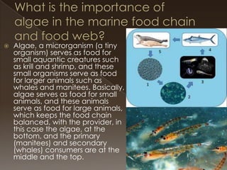 

Algae, a microrganism (a tiny
organism) serves as food for
small aquantic creatures such
as krill and shrimp, and these
small organisms serve as food
for larger animals such as
whales and manitees. Basically,
algae serves as food for small
animals, and these animals
serve as food for large animals,
which keeps the food chain
balanced, with the provider, in
this case the algae, at the
bottom, and the primary
(manitees) and secondary
(whales) consumers are at the
middle and the top.

 