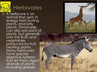 

A herbivore is an
animal that gets its
energy from eating
plants, and only
plants. Omnivores
can also eat parts of
plants, but generally
only the fruits and
vegetables
produced by fruitbearing plants.
Many herbivores
have special
digestive systems
that let them digest
all kinds of plants,
including grasses.

 
